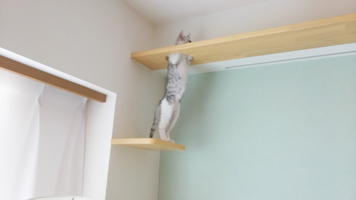 ご家族とネコちゃんみんな楽しい！キャットウォークのある家